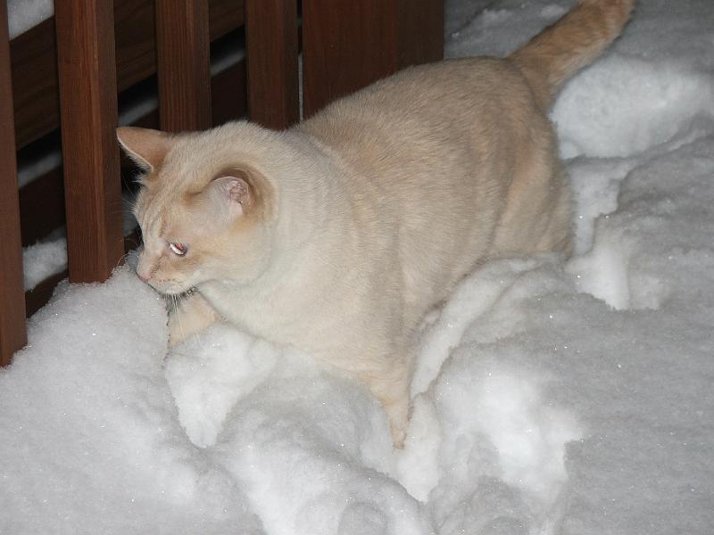 march 2009 ski trip 025.jpg